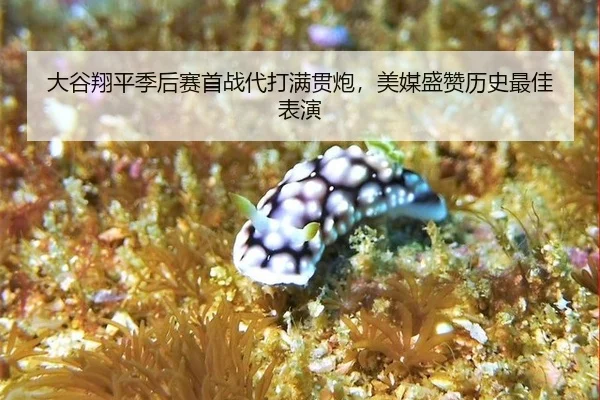 da-gu-xiang-ping-ji-hou-sai-shou-zhan-dai-da-man-guan-pao-mei-mei-sheng-zan-li-shi-zui-jia-biao-yan-3-481.jpg
